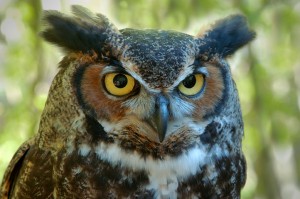 close up of head of great horned owl looking at camera